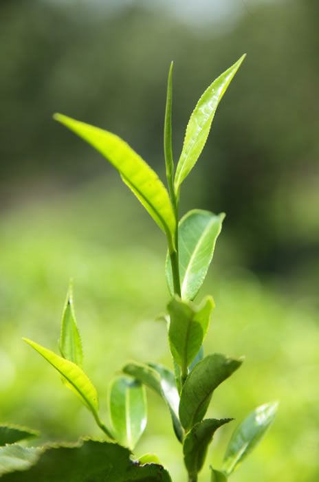 Hoja de té verde matcha